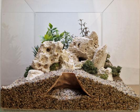 Tidula Observation Cave | Aquarium & Terrarium Decor | Natural Hide for Fish, Plecos, Shrimp or Reptiles