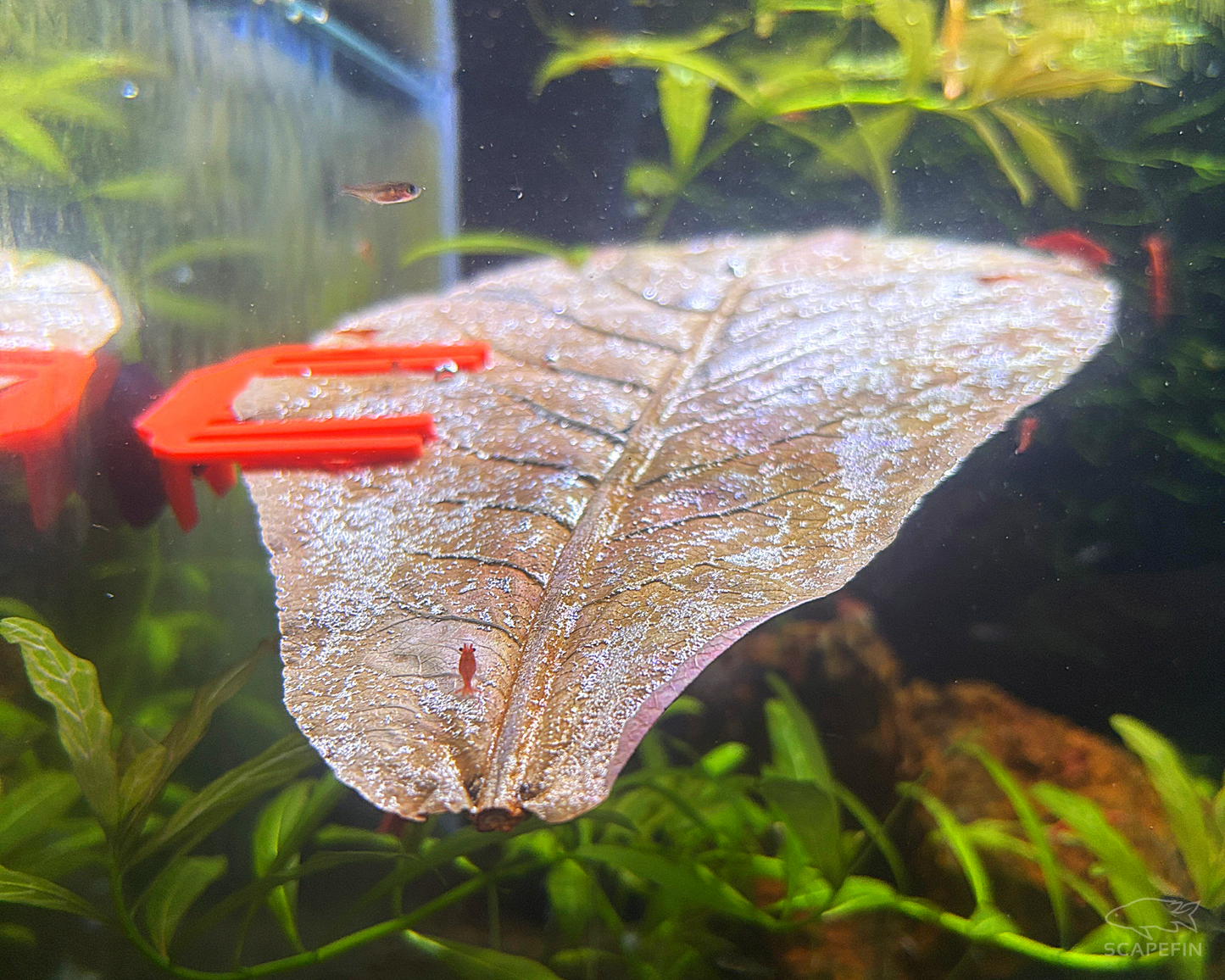 Almond Leaf Holder for Aquariums | Suction Mounted | Ideal for Shrimp & Nano Tanks, Natural Habitat Enhancer