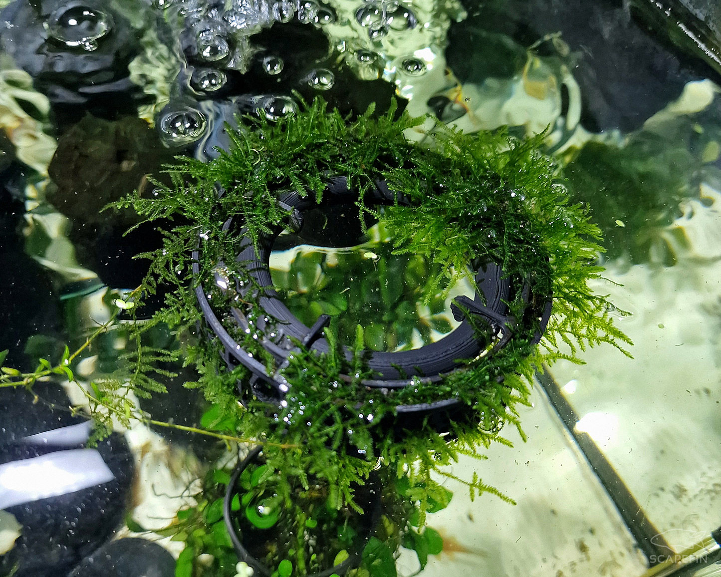 Floating Moss and Plant Raft Ring